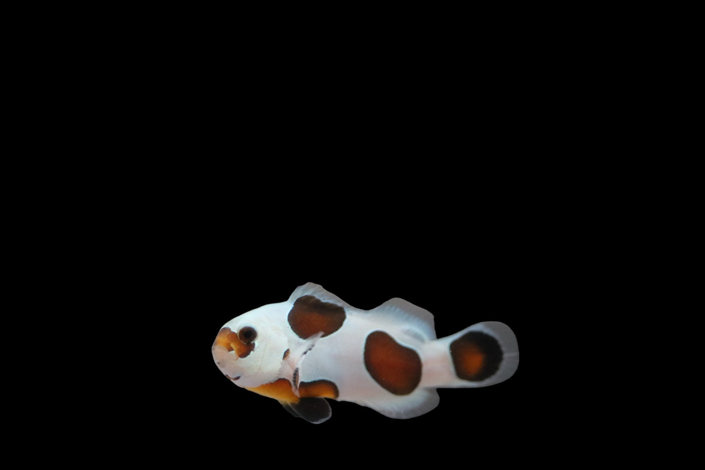 Single Mocha Super Storm Clownfish Ref# E6