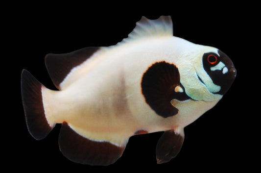Single Gold Nugget Clownfish Ref# F11