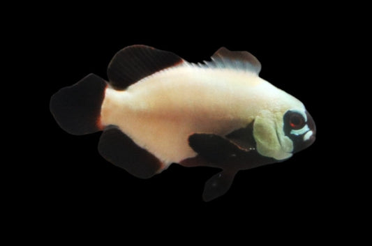 Single Gold Nugget Clownfish Ref# F12