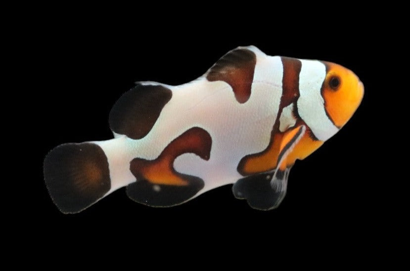 Premium Davinci Clownfish Pair Ref# F1
