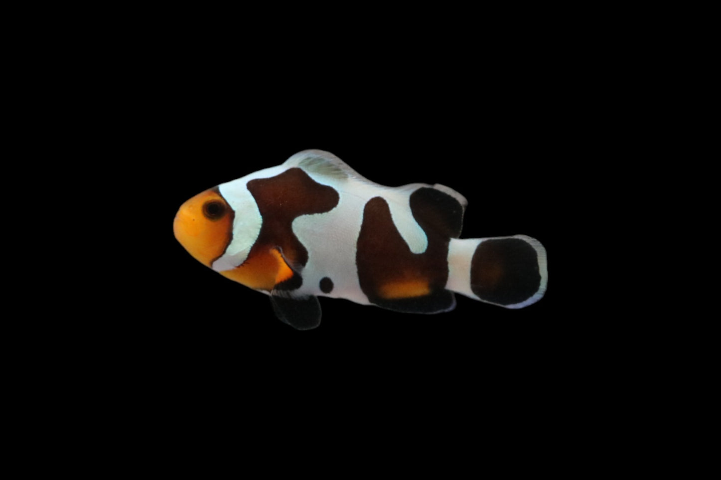 Premium Davinci Clownfish Pair Ref# F1