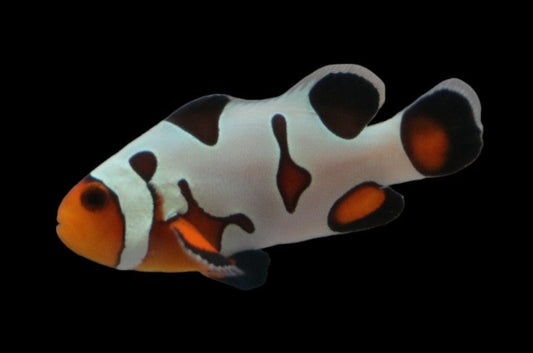 Single Extreme Davinci Clownfish Ref# F2