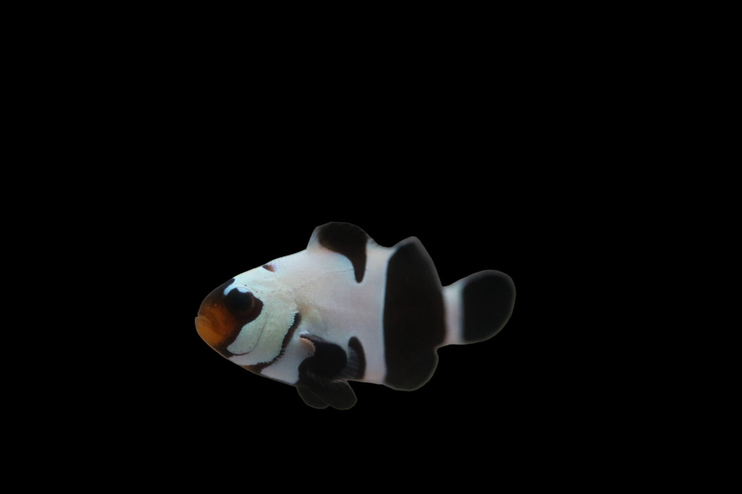 Black Davinci Clownfish Pair Ref# F3