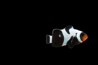 Black Davinci Clownfish Pair Ref# F3