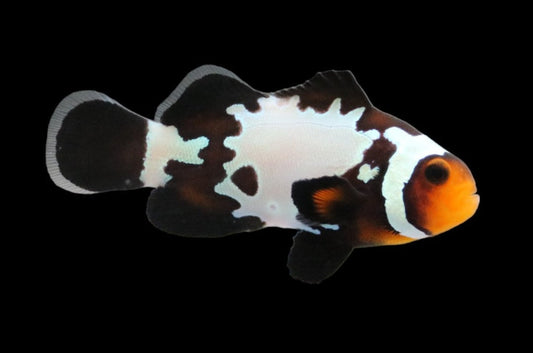 Single Black Snowflake Clownfish Ref# F8