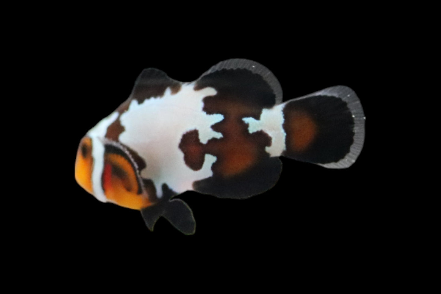 Single Mocha Jigsaw Snowflake Clownfish Ref# G2