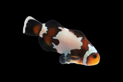 Single Mocha Jigsaw Snowflake Clownfish Ref# G2
