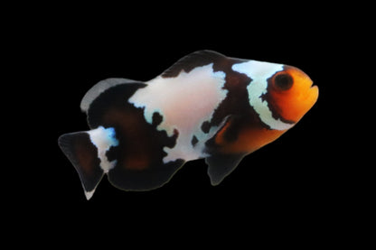 Single Black Jigsaw Snowflake Clownfish Ref# G3