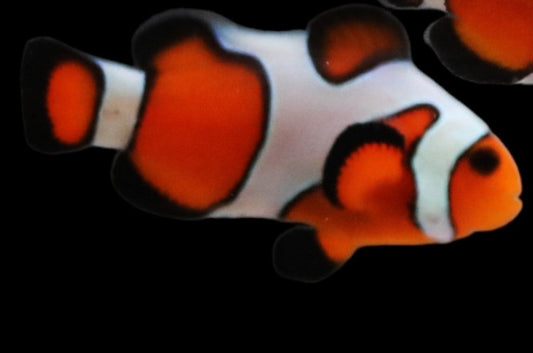 Single Davinci/Gladiator Clownfish Ref# G8