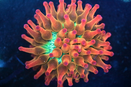 100% Aquacultured Rainbow Bubble Tip Anemone, Extremely Bright, about 2-3 inch