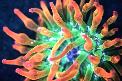 100% Aquacultured Rainbow Bubble Tip Anemone, Extremely Bright, about 3-4 inch
