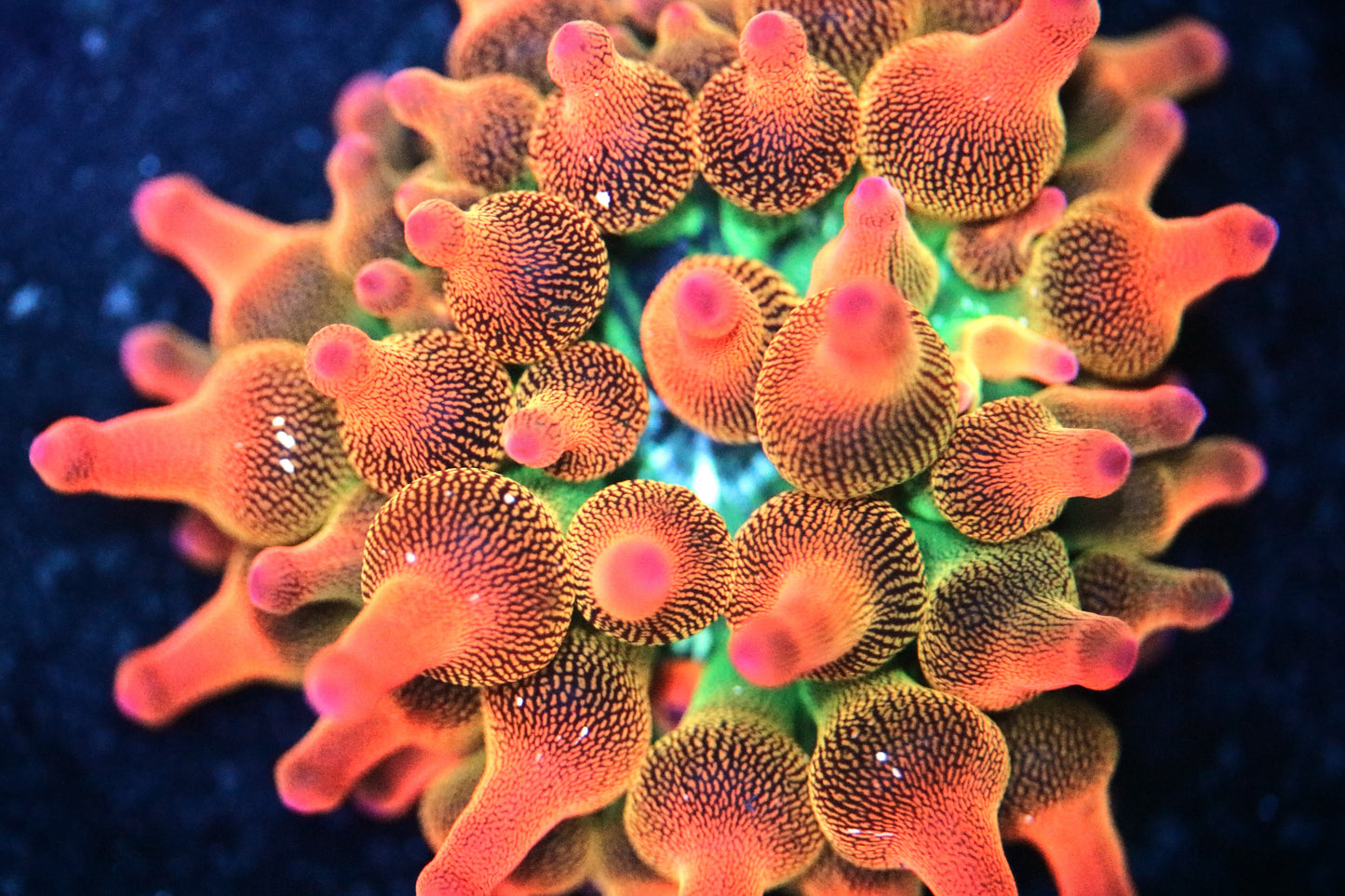 100% Aquacultured Rainbow Bubble Tip Anemone, Extremely Bright, about 2-3 inch