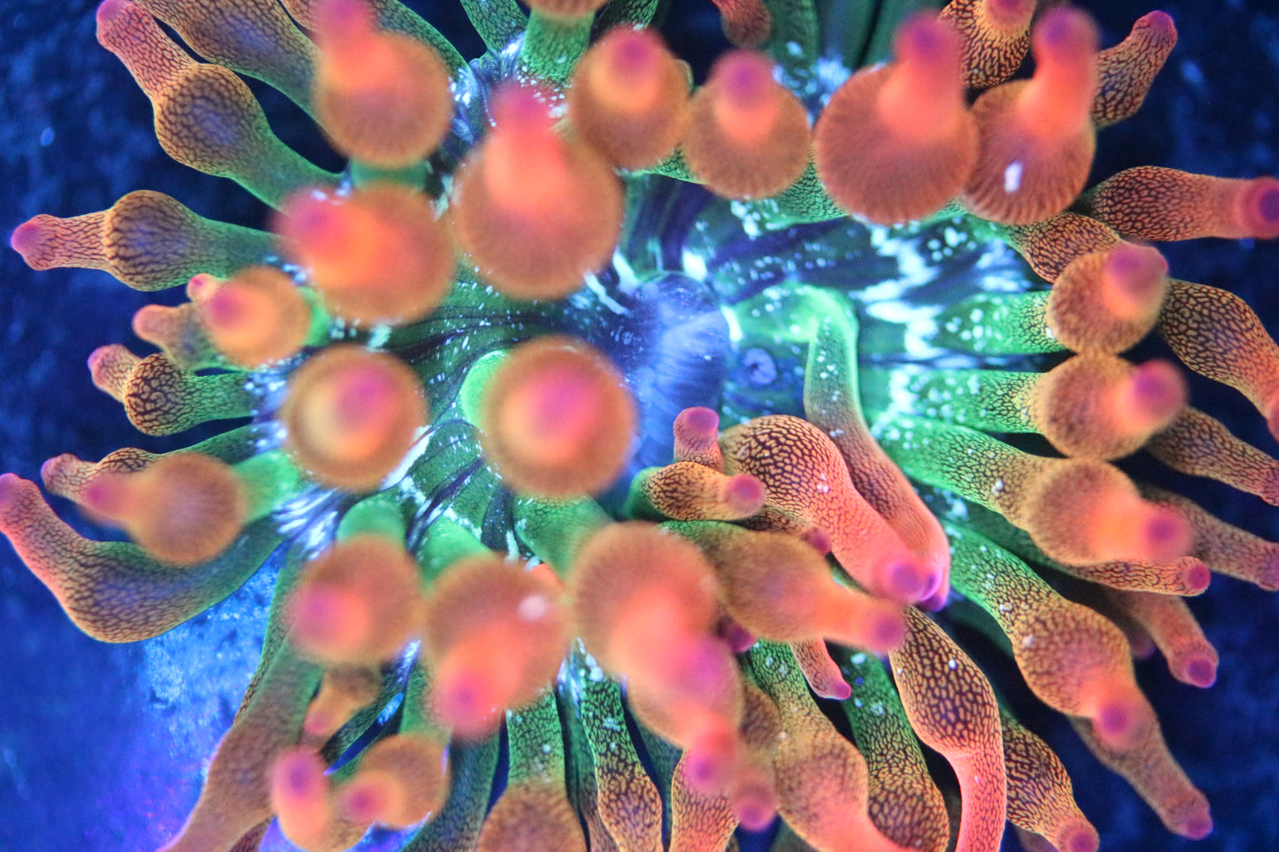 100% Aquacultured Rainbow Bubble Tip Anemone, Extremely Bright, about 3-4 inch