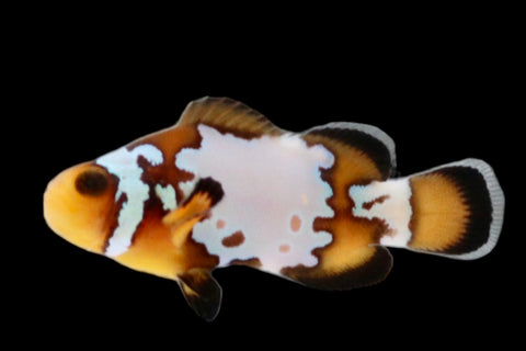 SINGLE Jigsaw Snowflake Clownfish Ref# E8