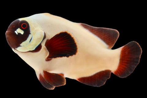 SINGLE Gold Nugget Maroon Clownfish Ref# F10
