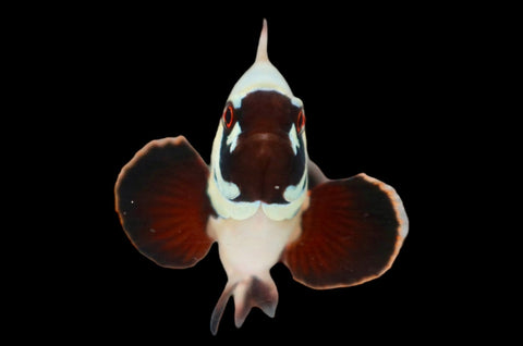 SINGLE Gold Nugget Maroon Clownfish Ref# F8